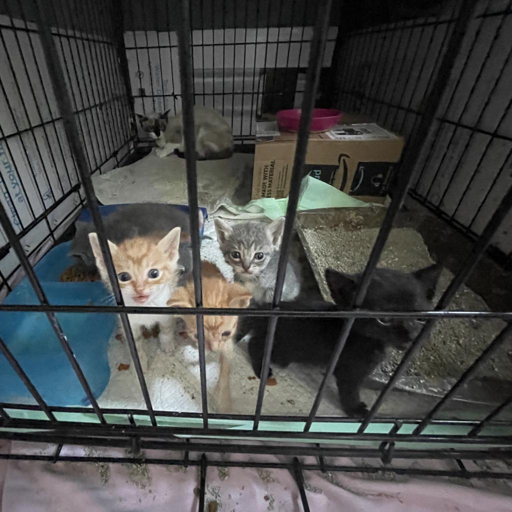 Rollie, Adoptable, Adult Male Domestic Short Hair.