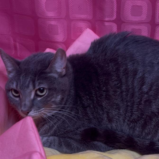 Rollie, Adoptable, Adult Male Domestic Short Hair.