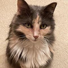 Nosey, Adoptable, Senior Female Domestic Long Hair.