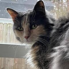 Enlarge Nosey, a Adoptable Domestic Long Hair in Chesapeake, VA image 2/3