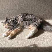 Enlarge Nosey, a Adoptable Domestic Long Hair in Chesapeake, VA image 3/3
