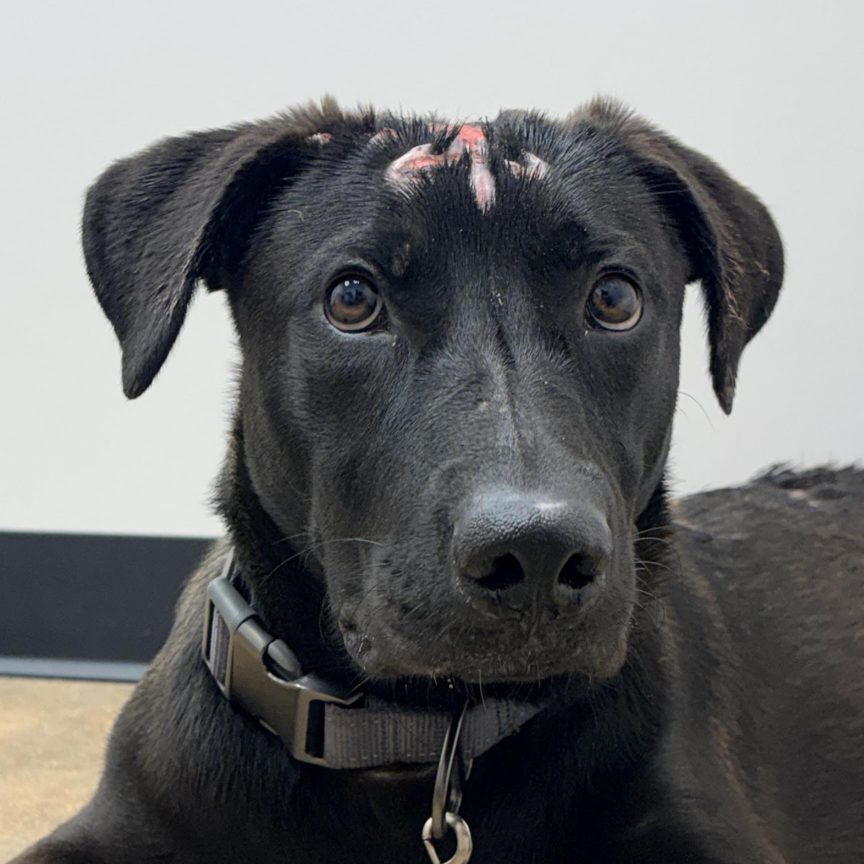 Trooper, Adoptable, Young Male Black Labrador Retriever.