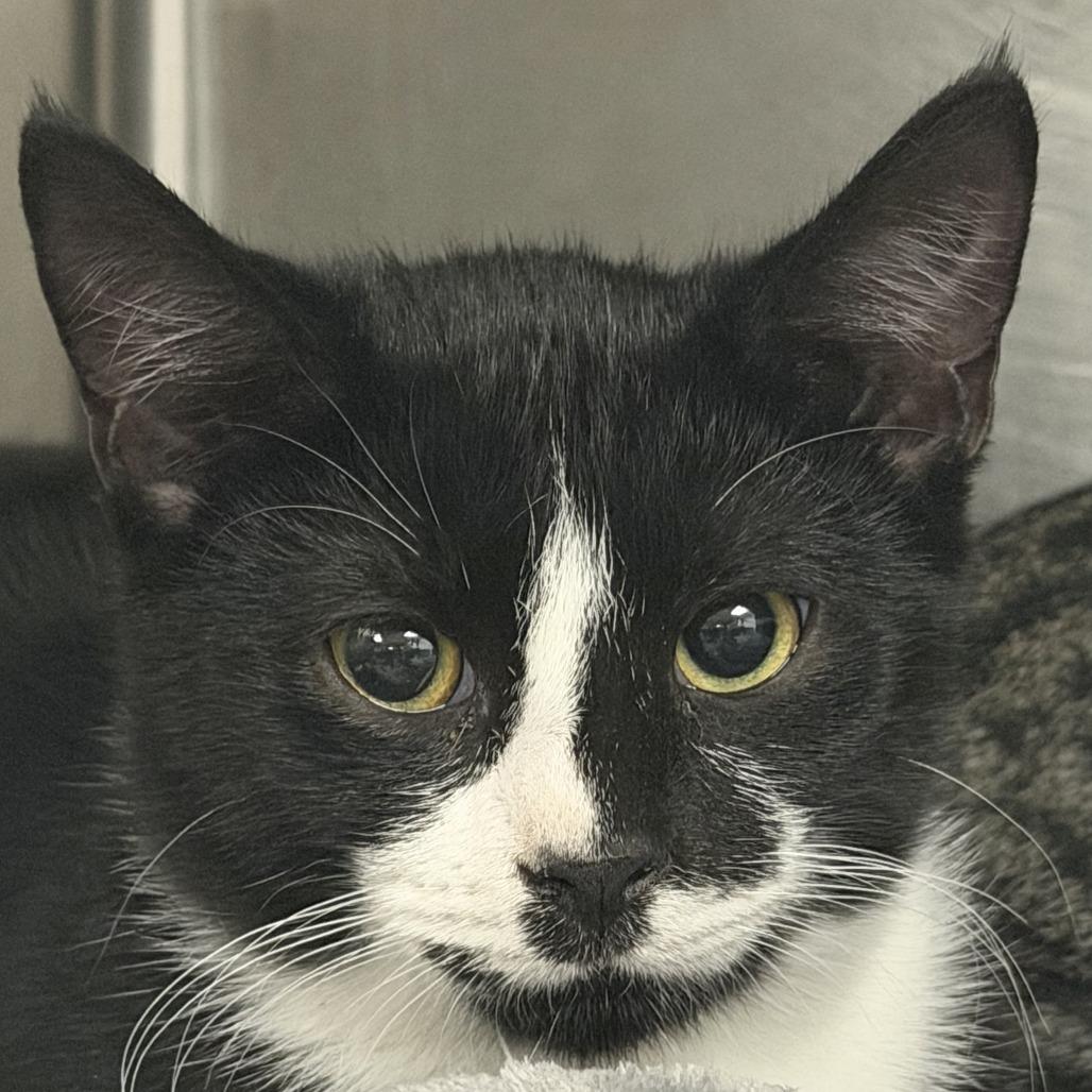 Enlarge Garrick, a Adoptable Domestic Short Hair in Marion, VA image 1/1