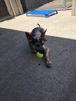 Enlarge Whiskey, an adopted Australian Cattle Dog / Blue Heeler in Steamboat Springs, CO image 2/2