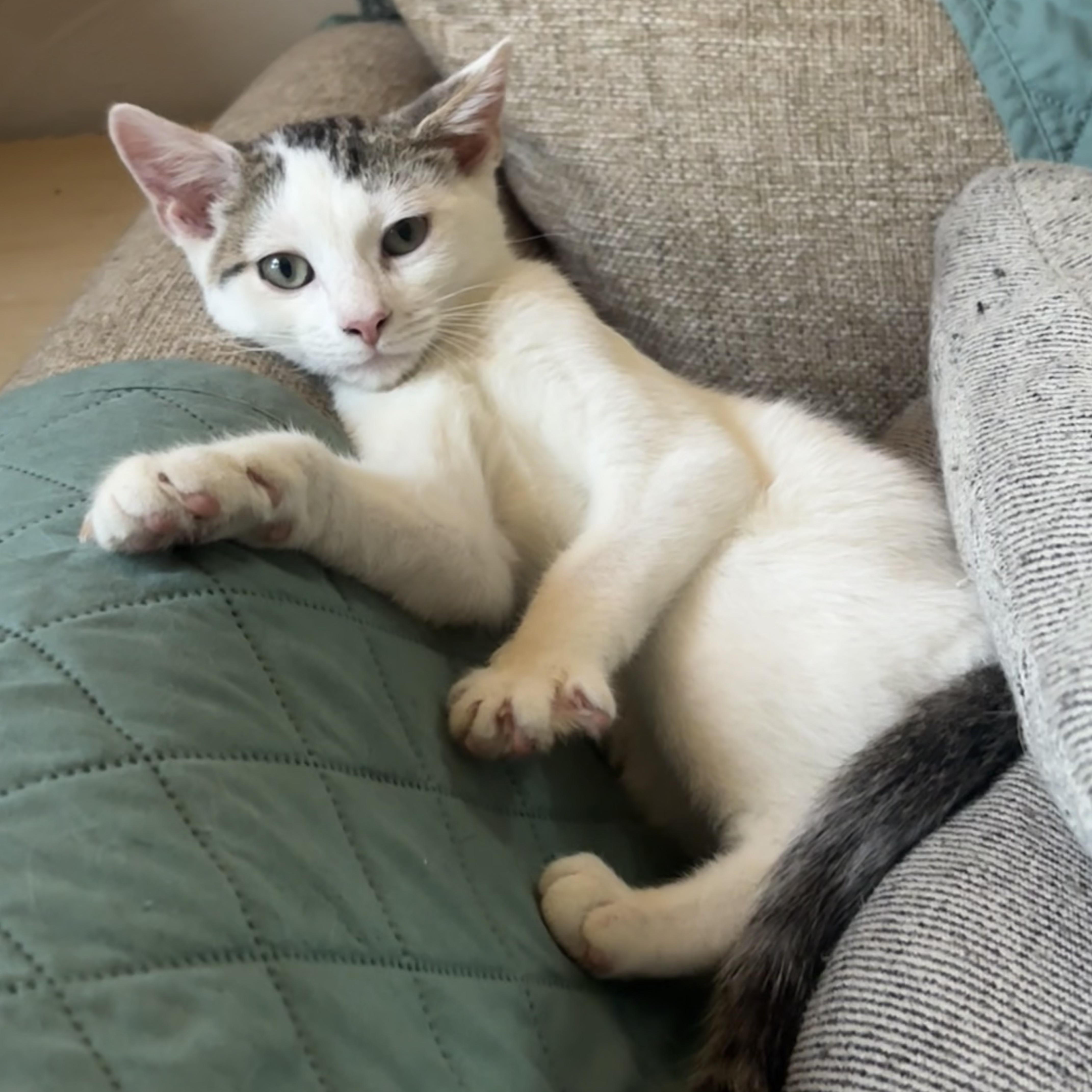 Enlarge Teton, a ADOPTABLE Domestic Short Hair in Haddon Heights, NJ image 2/4
