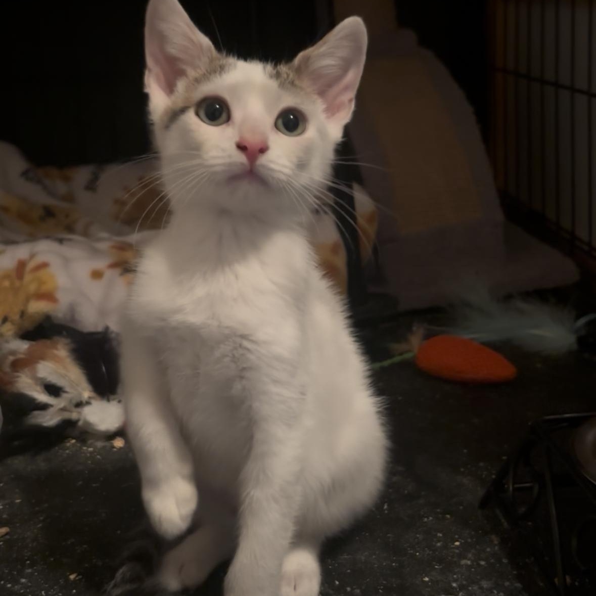 Teton, ADOPTABLE, Kitten Male Domestic Short Hair.
