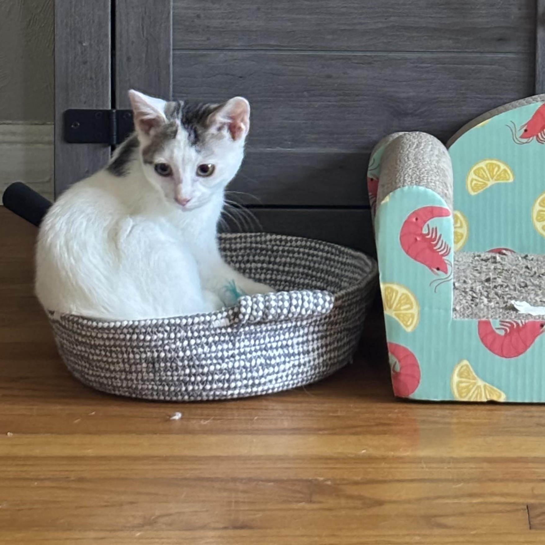Enlarge Teton, a ADOPTABLE Domestic Short Hair in Haddon Heights, NJ image 3/4