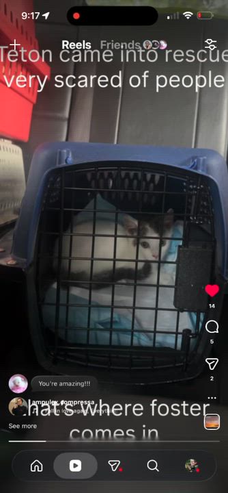 Enlarge Teton, a ADOPTABLE Domestic Short Hair in Haddon Heights, NJ video 4/4