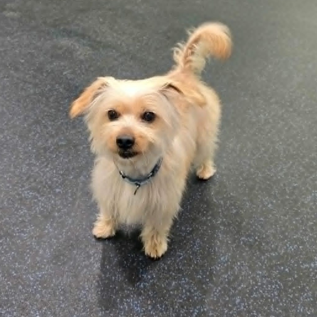 Enlarge Jojo , a ADOPTABLE mixed breed in Watertown, WI image 3/6