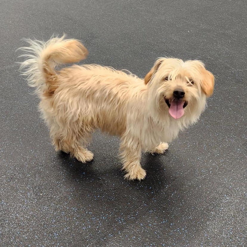 Enlarge Jojo , a ADOPTABLE mixed breed in Watertown, WI image 6/6