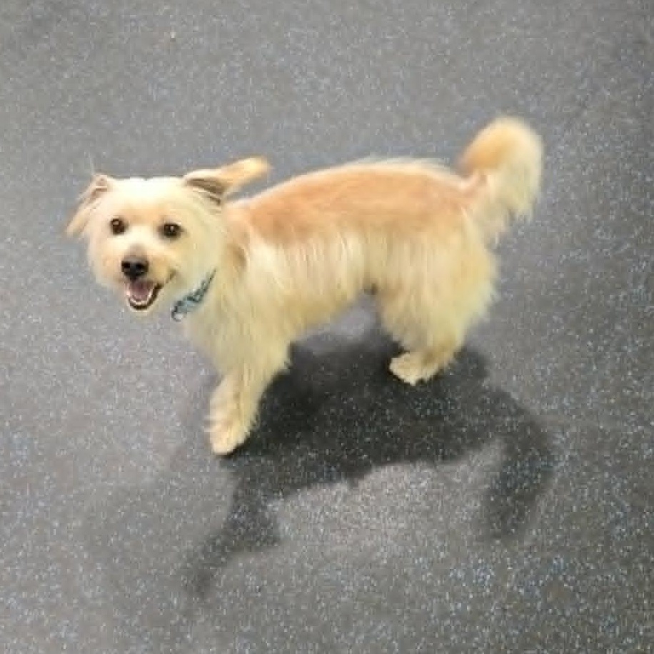 Enlarge Jojo , a ADOPTABLE mixed breed in Watertown, WI image 5/6