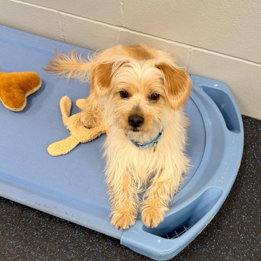 Jojo , ADOPTABLE, Adult Male Yorkie Poo.