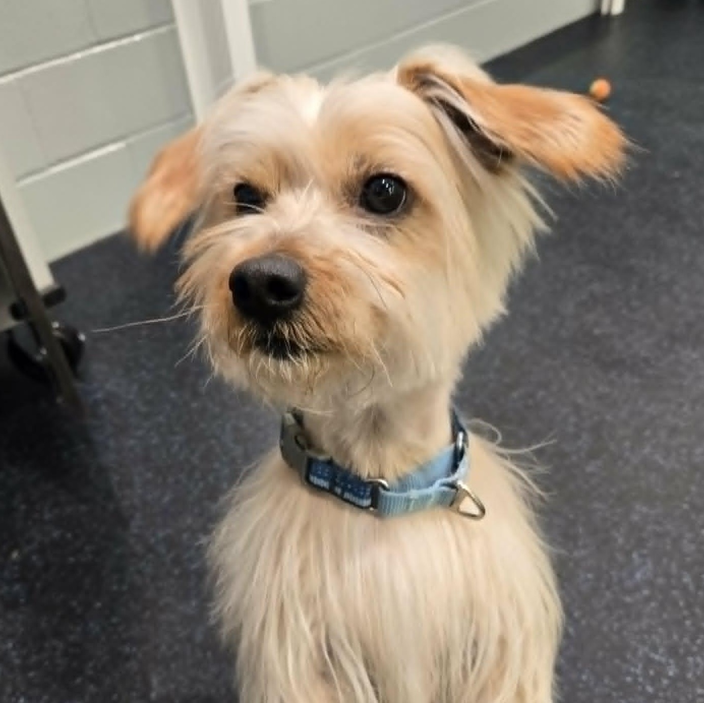 Enlarge Jojo , a ADOPTABLE mixed breed in Watertown, WI image 4/6