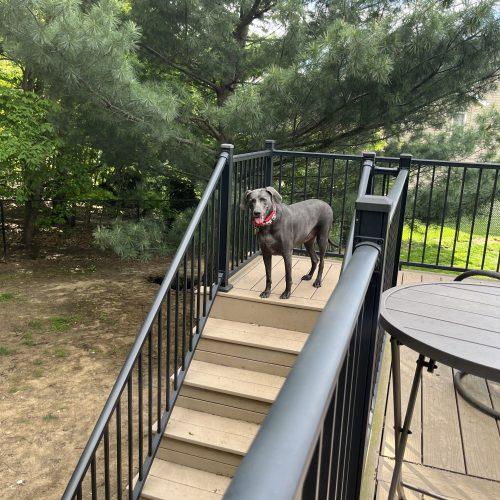 Enlarge Kimber, a Adoptable Weimaraner in Grand Rapids, MI image 1/4