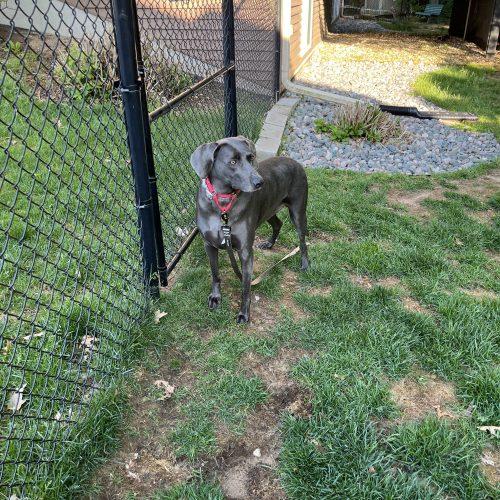 Enlarge Kimber, a Adoptable Weimaraner in Grand Rapids, MI image 2/4