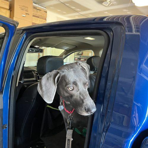 Enlarge Kimber, a Adoptable Weimaraner in Grand Rapids, MI image 3/4
