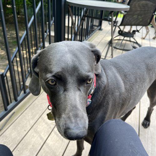 Enlarge Kimber, a Adoptable Weimaraner in Grand Rapids, MI image 4/4