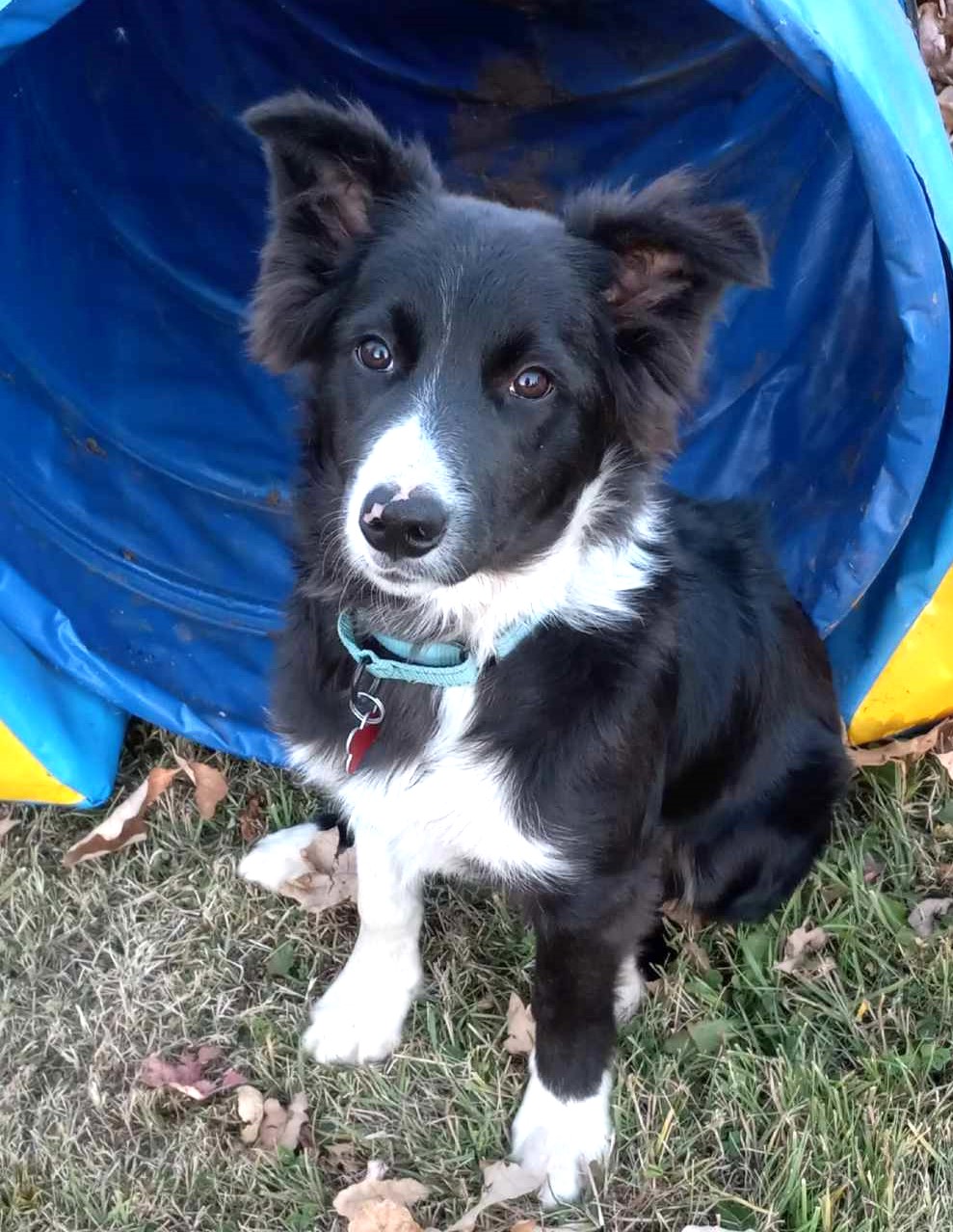 Dog for adoption Cliff, a Border Collie Mix in Duluth, MN Petfinder