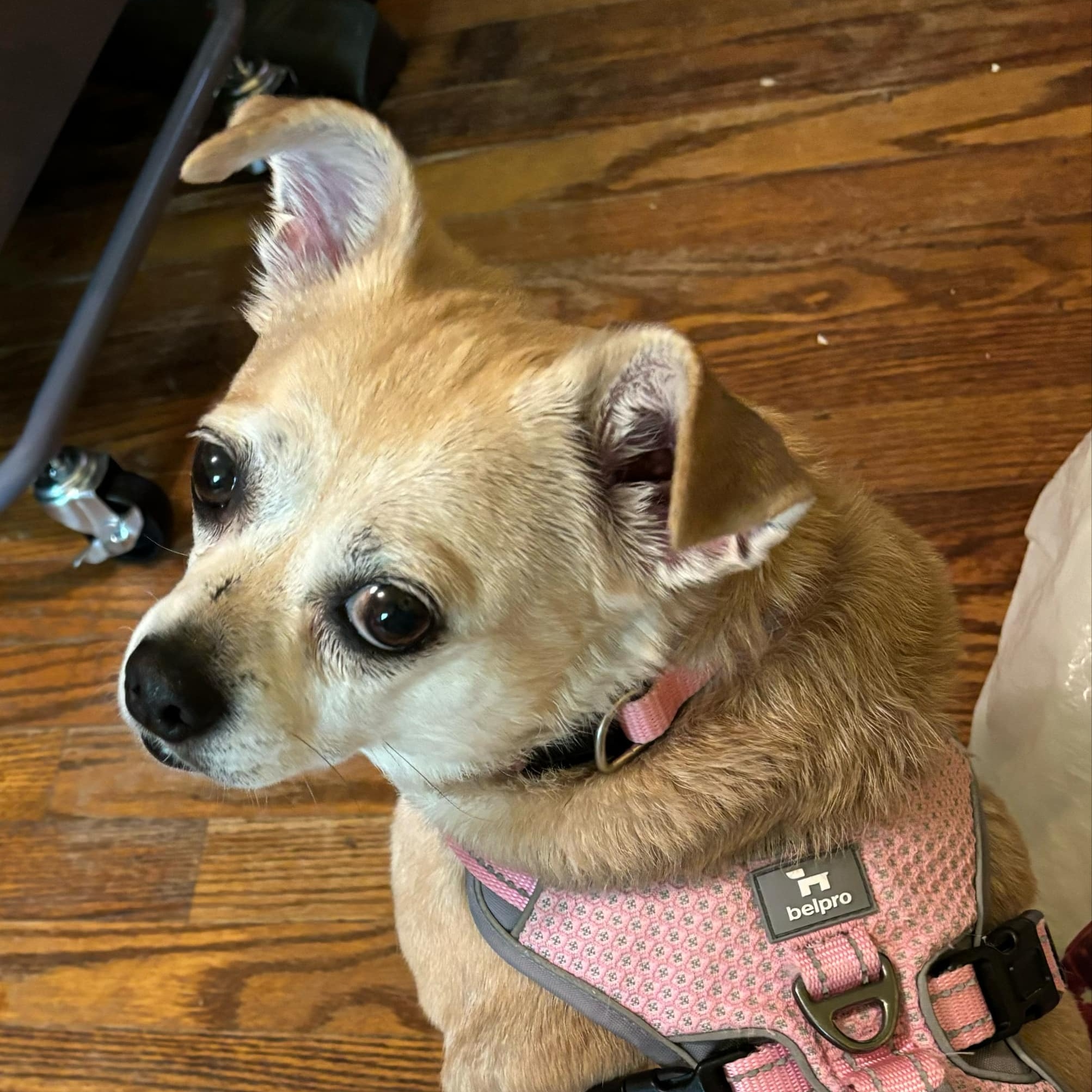 Enlarge Patty, a Adopted mixed breed in Greenville, SC image 2/4