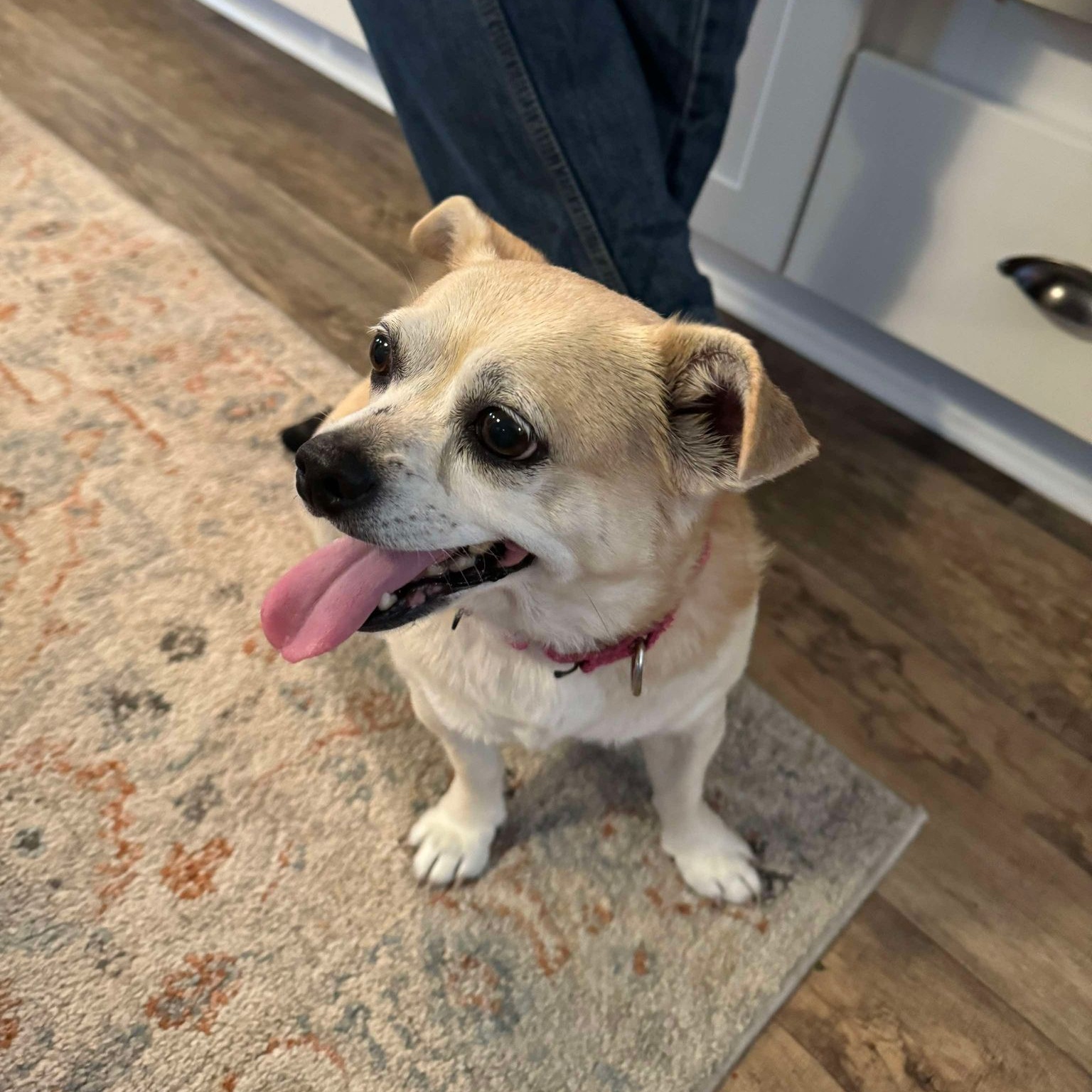 Patty, Adopted, Adult Female Chihuahua & Dachshund.