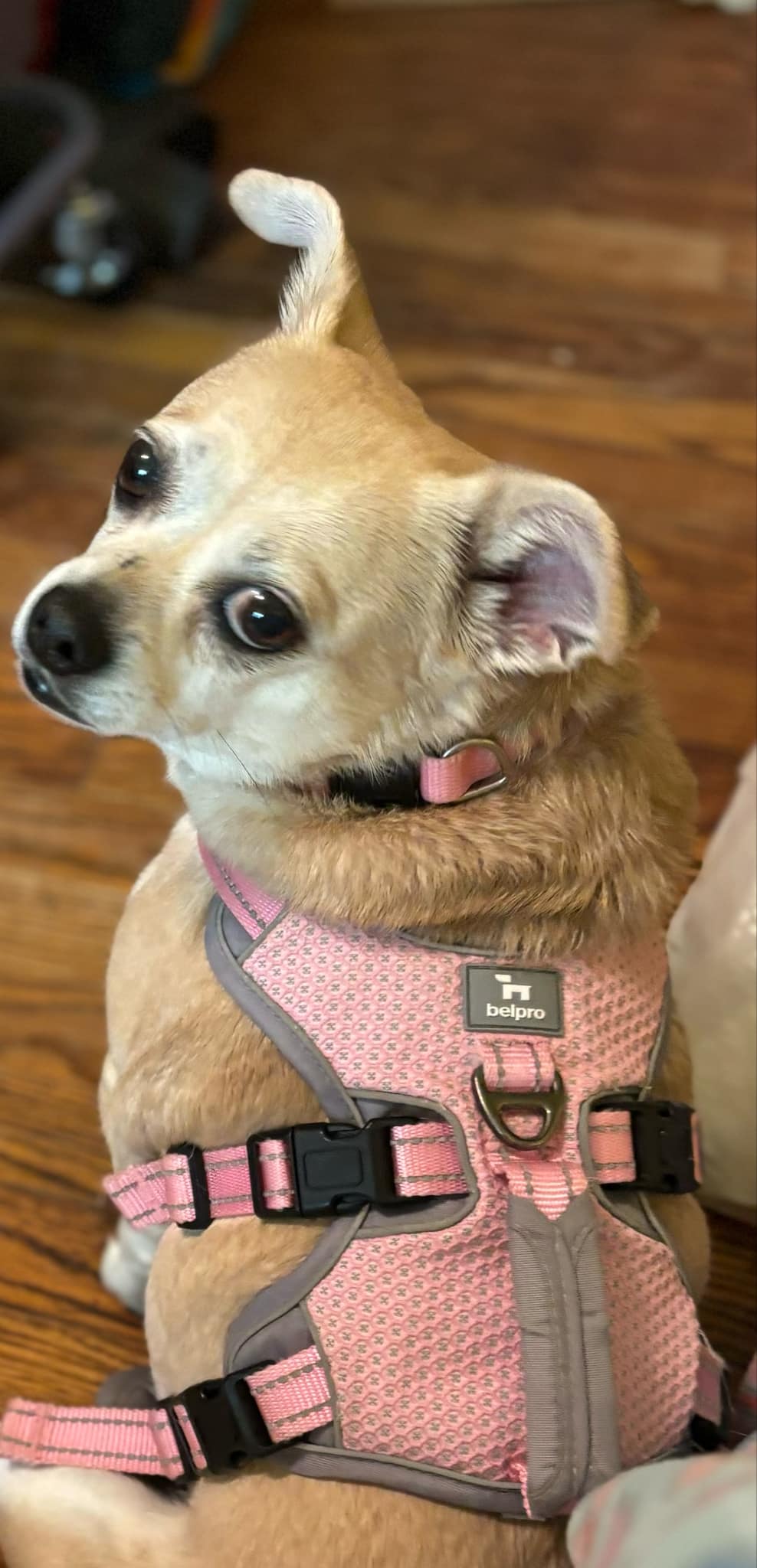 Enlarge Patty, a Adopted mixed breed in Greenville, SC image 3/4