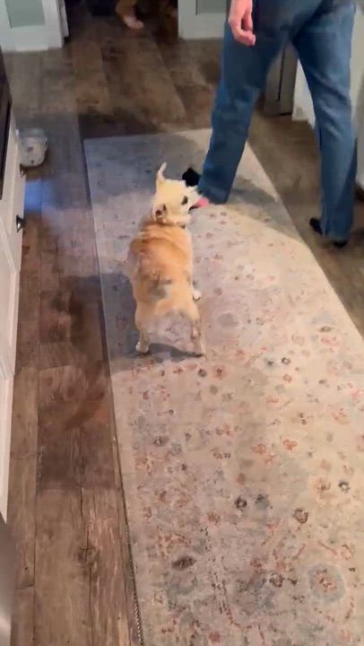 Enlarge Patty, a Adopted mixed breed in Greenville, SC video 4/4