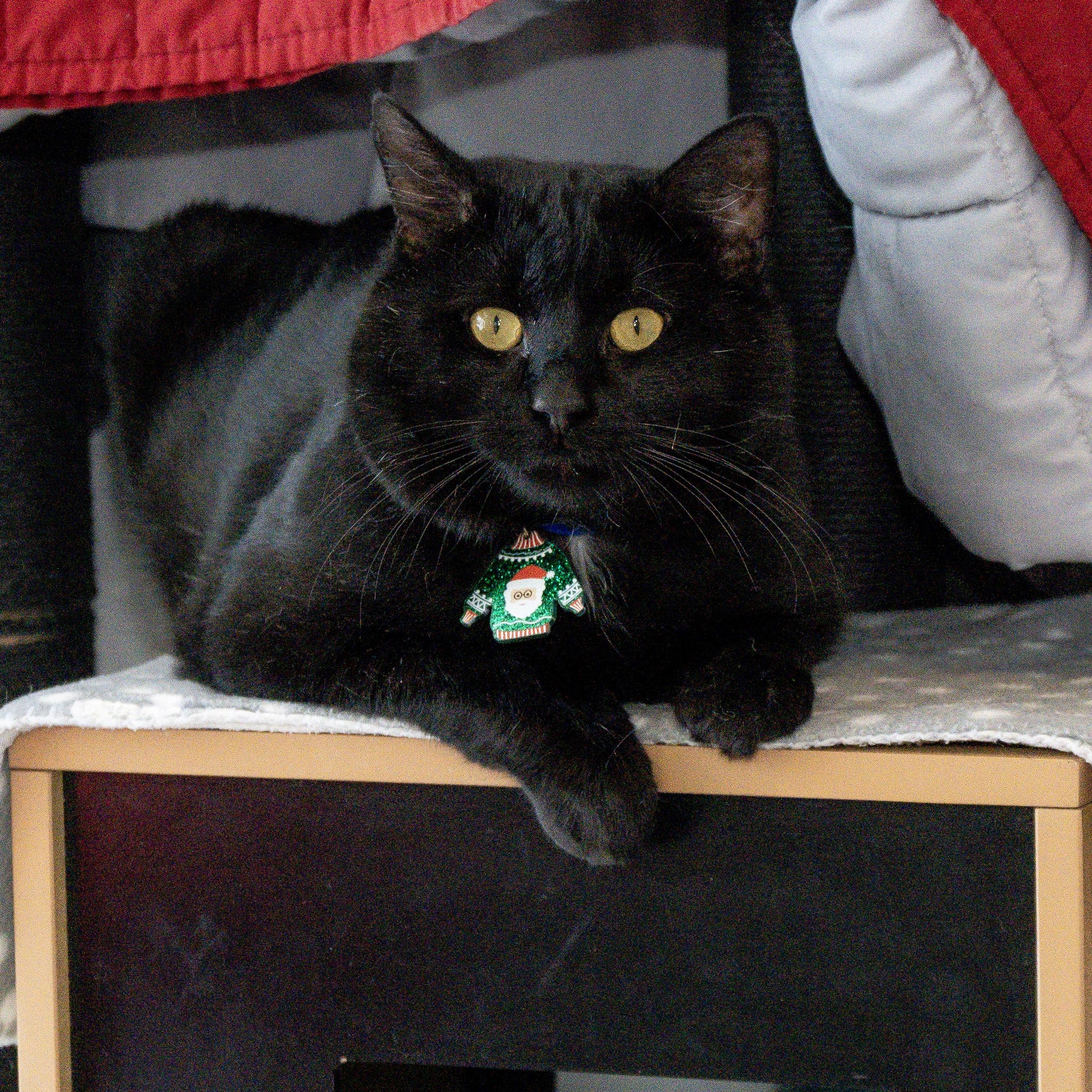 Lancelot, Adoptable, Adult Male Domestic Short Hair.