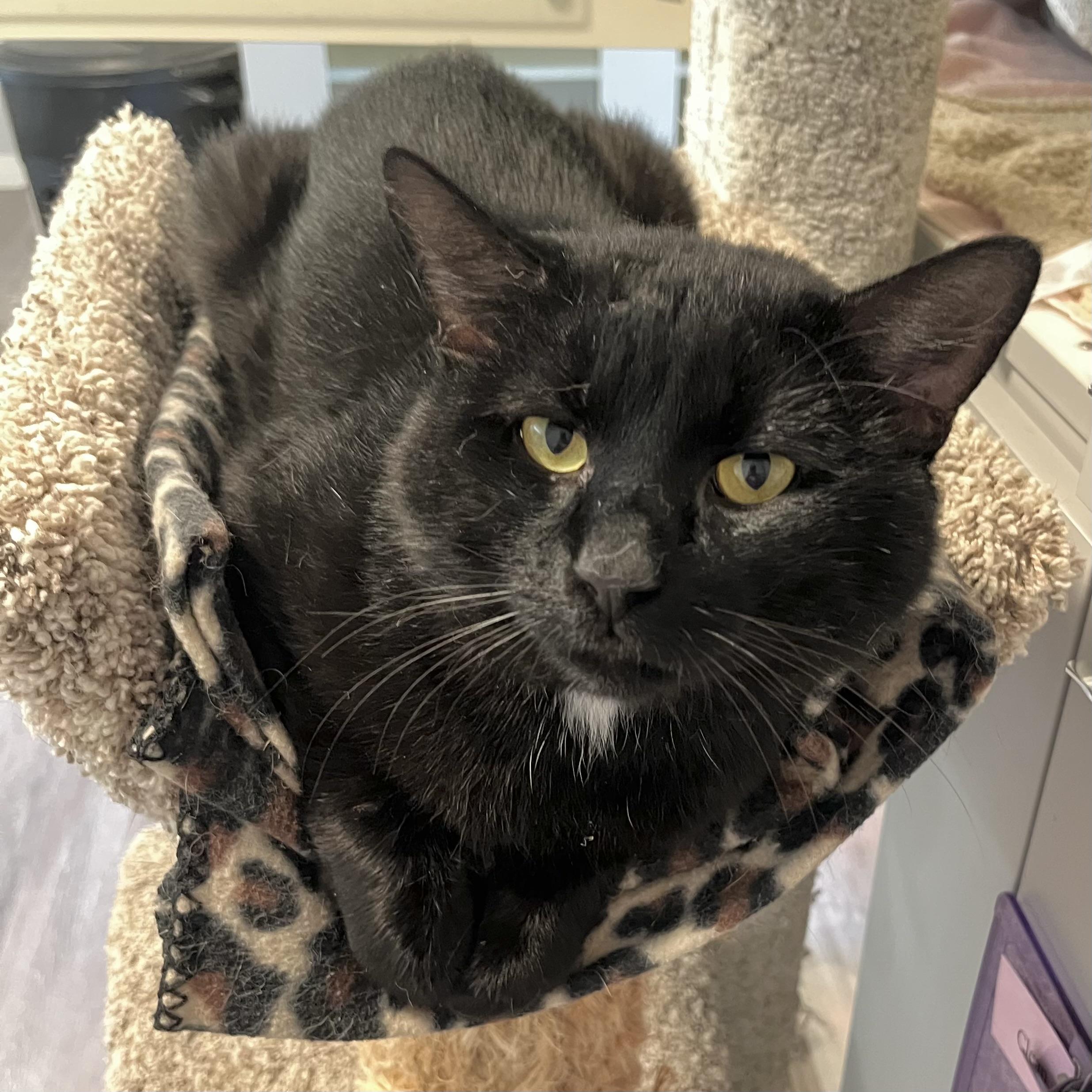 Lancelot, a Adoptable Domestic Short Hair in Victor, NY image 5/6