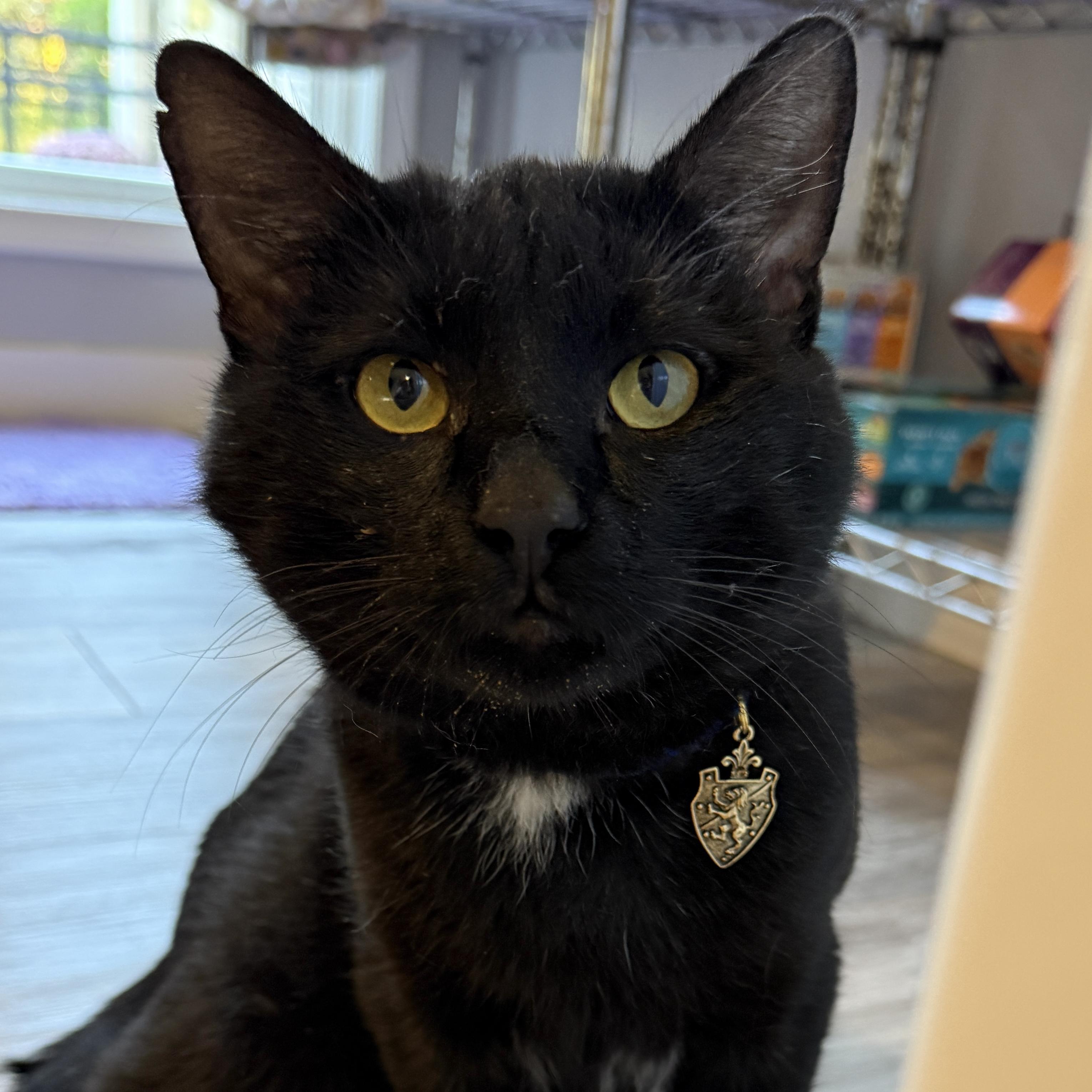 Lancelot, a Adoptable Domestic Short Hair in Victor, NY image 4/6