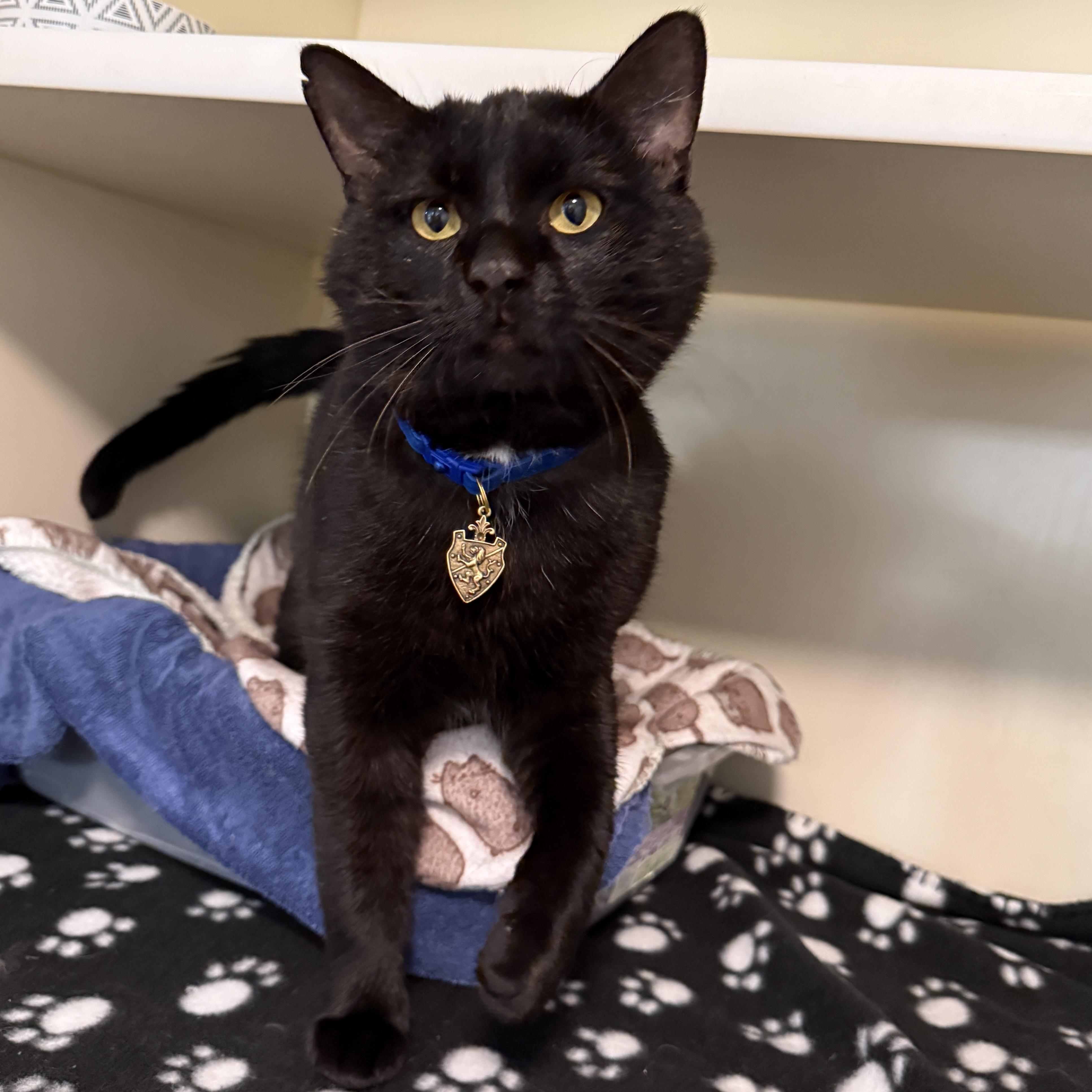 Lancelot, a Adoptable Domestic Short Hair in Victor, NY image 3/6