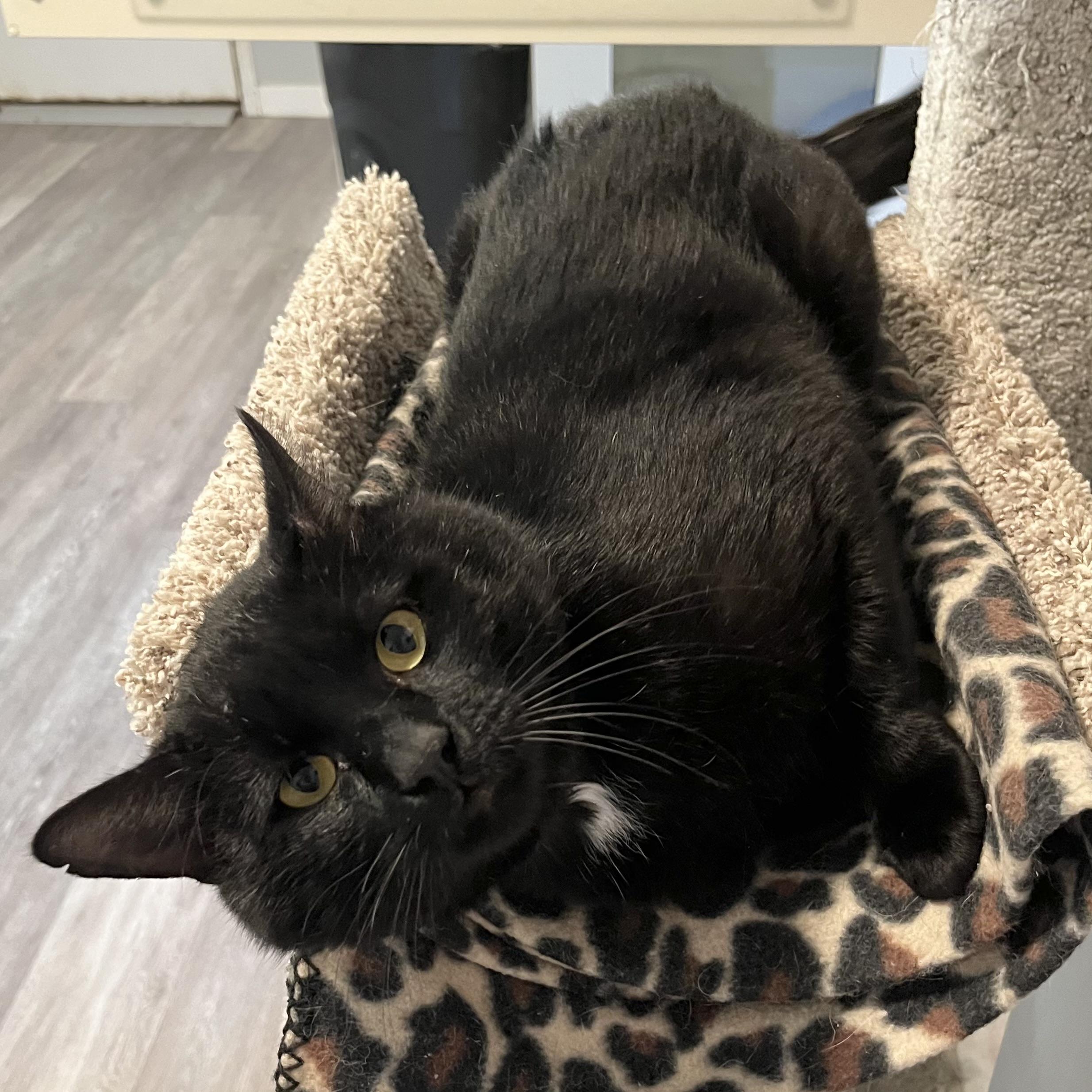 Lancelot, a Adoptable Domestic Short Hair in Victor, NY image 6/6