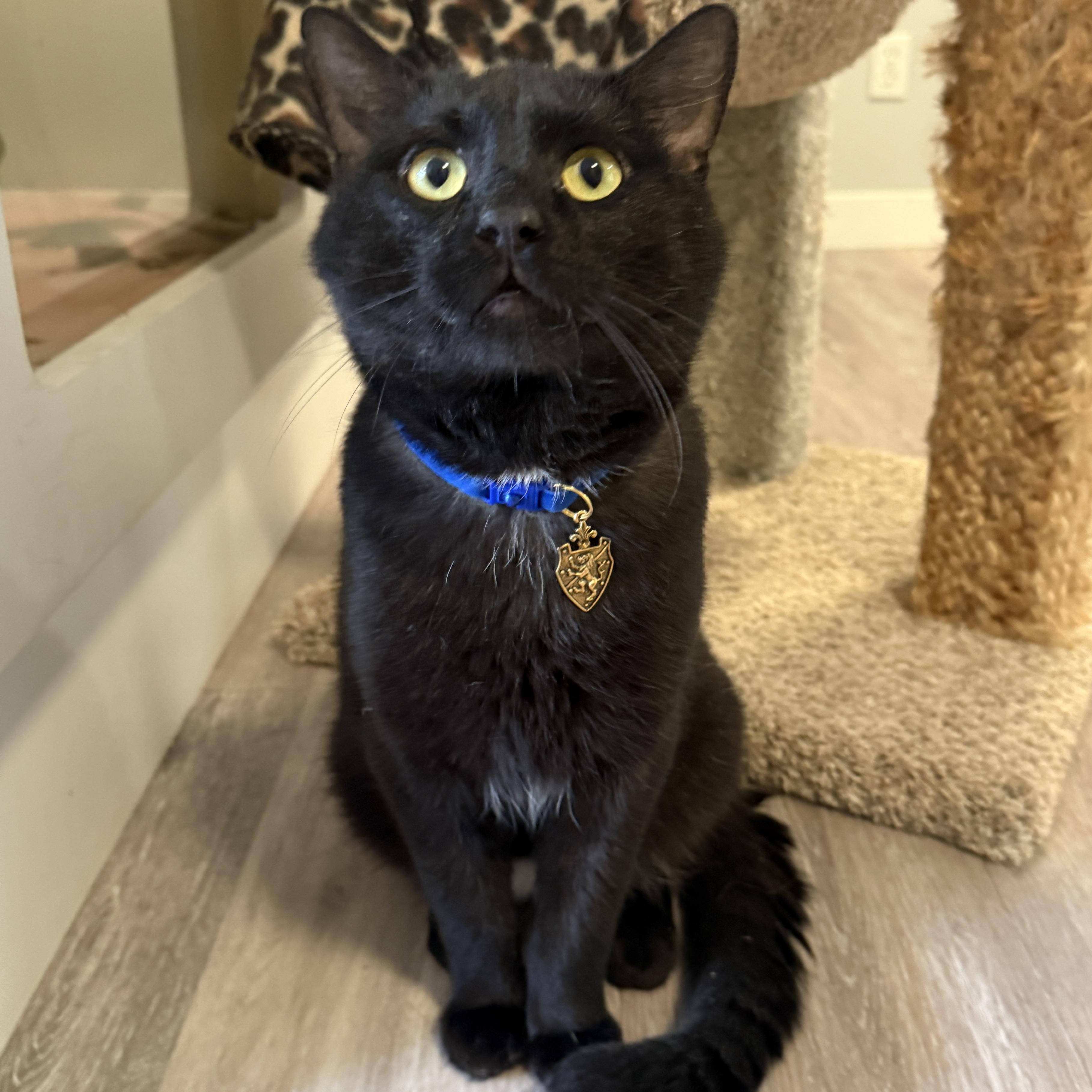 Lancelot, a Adoptable Domestic Short Hair in Victor, NY image 2/6