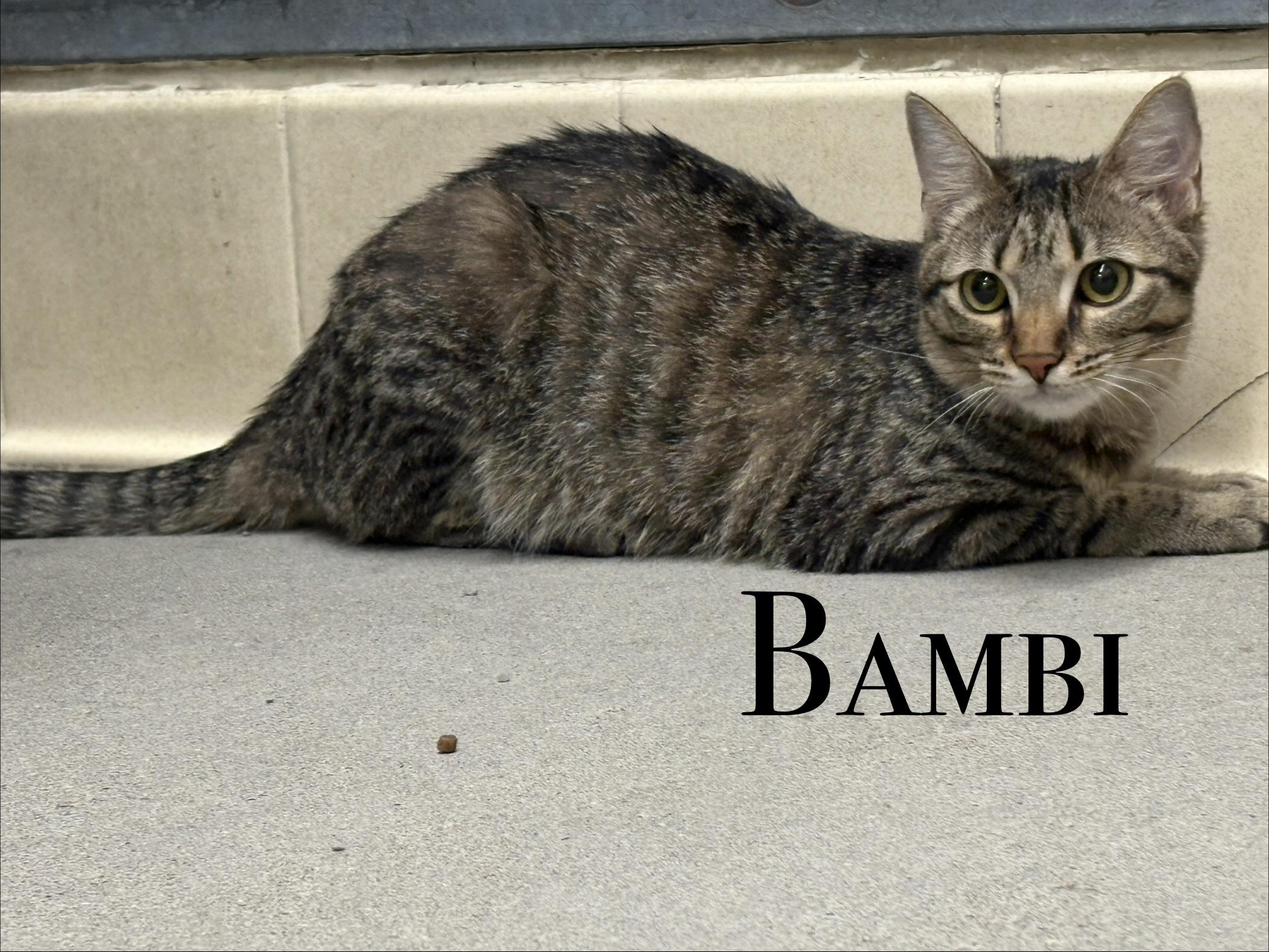 Bambi, Adoptable, Young Female Domestic Short Hair.