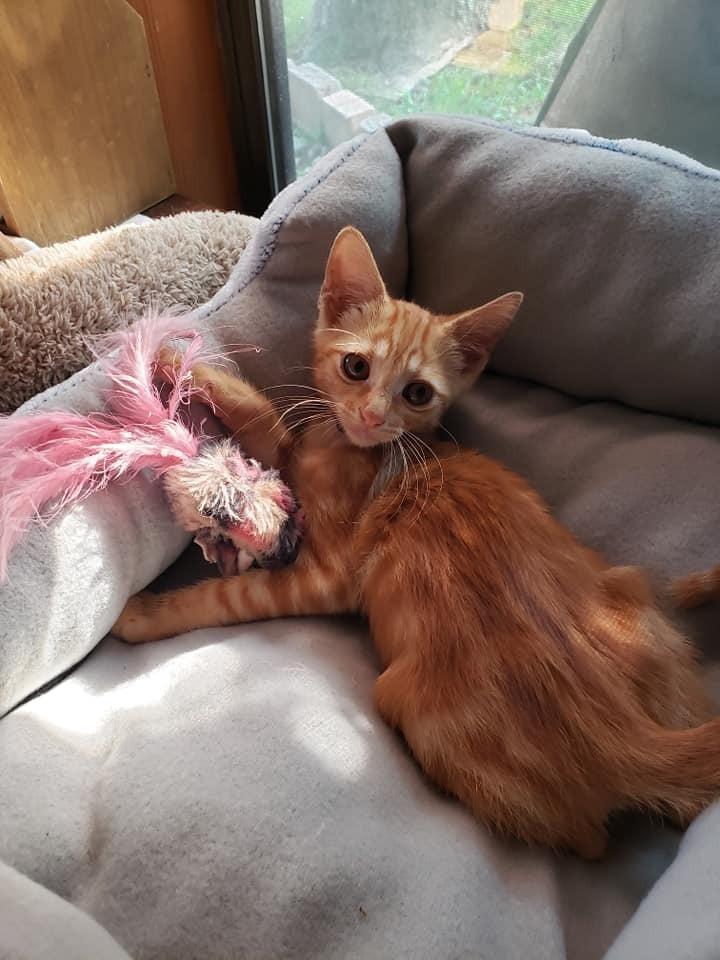 Maris, Adoptable, Young Female Domestic Short Hair.