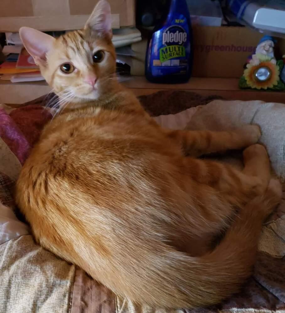 Enlarge Maris, a Adoptable mixed breed in Richardson, TX image 2/5