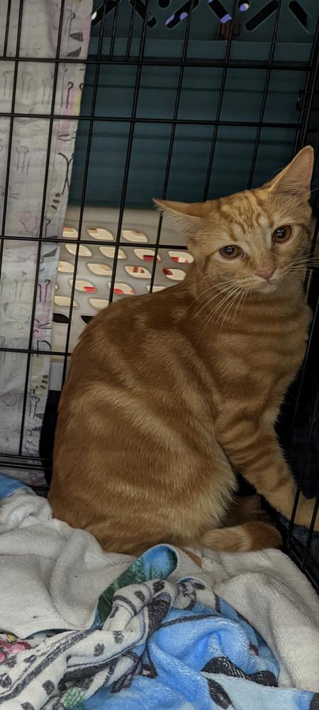 Enlarge Maris, a Adoptable mixed breed in Richardson, TX image 3/5