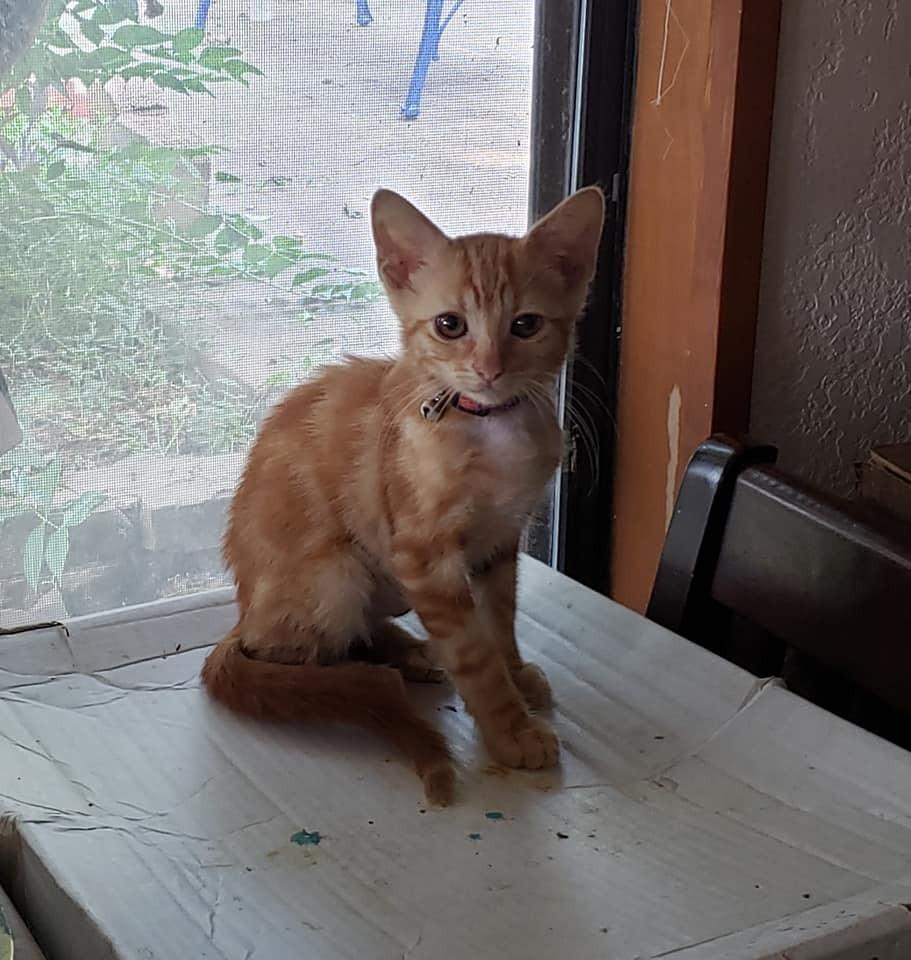 Maris, a Adoptable mixed breed image 3/3