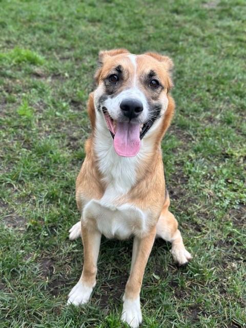 Enlarge Piper, a ADOPTABLE Mixed Breed in Manteca, CA image 4/4