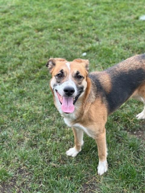 Enlarge Piper, a ADOPTABLE Mixed Breed in Manteca, CA image 3/4