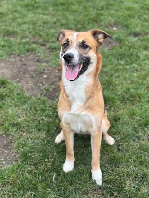 Enlarge Piper, a ADOPTABLE Mixed Breed in Manteca, CA image 1/4