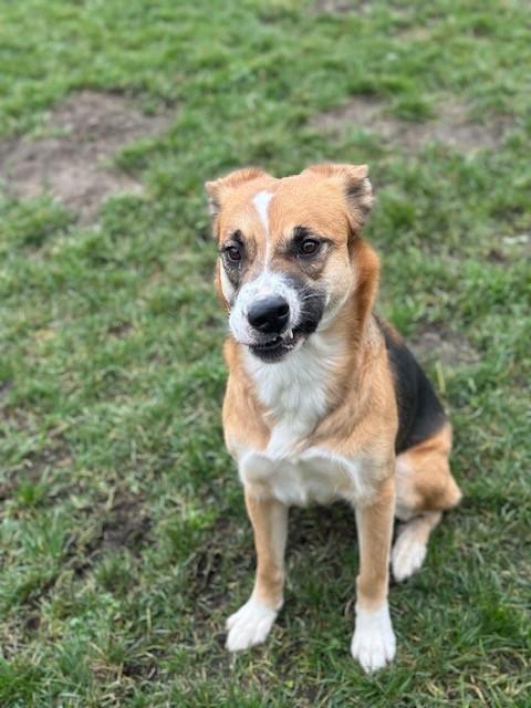 Enlarge Piper, a ADOPTABLE Mixed Breed in Manteca, CA image 2/4