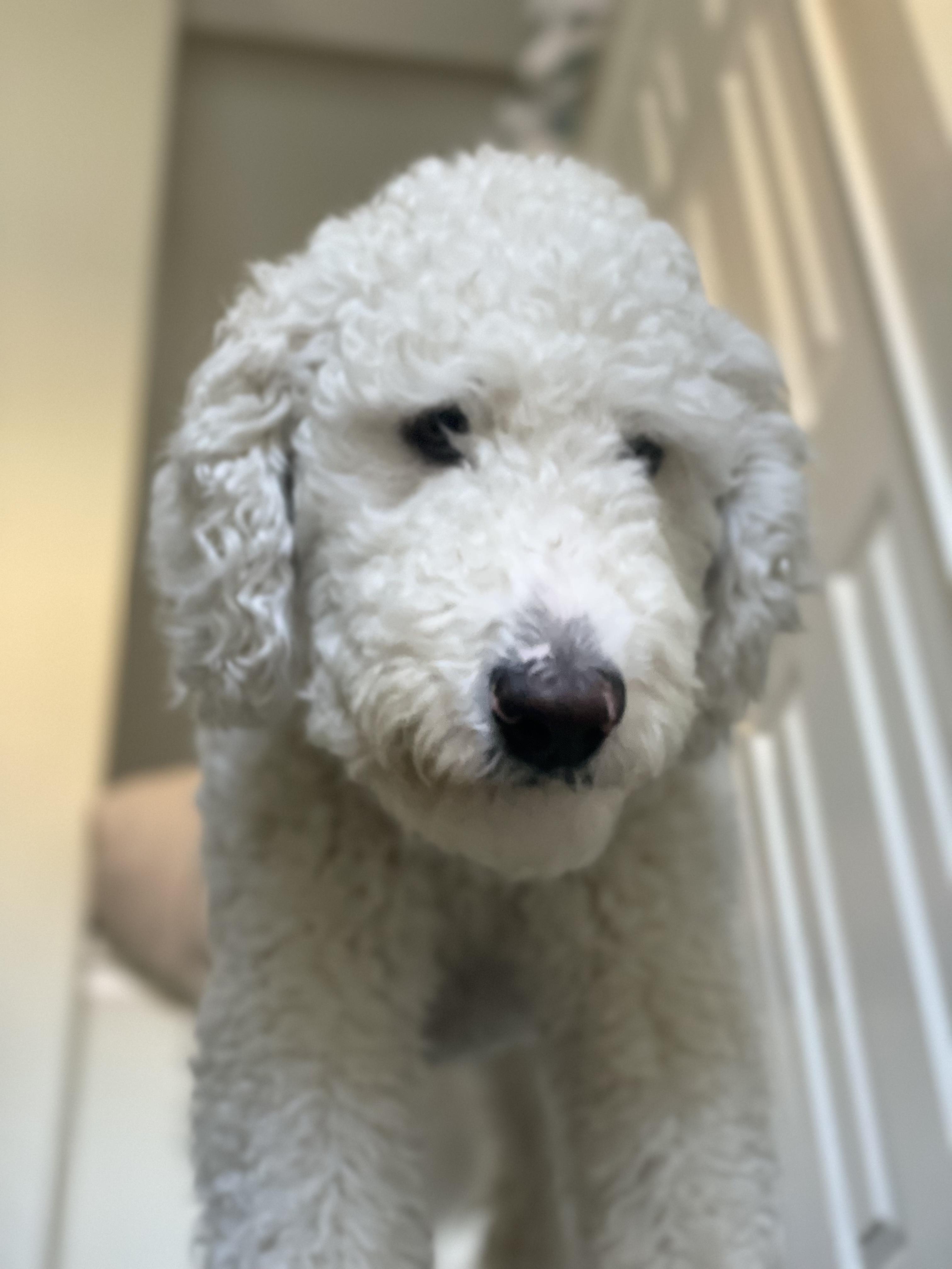 Archie, an adoptable Labradoodle in torrance, CA, 90505 | Photo Image 4