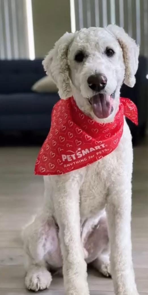 Archie, an adoptable Labradoodle in torrance, CA, 90505 | Photo Image 2