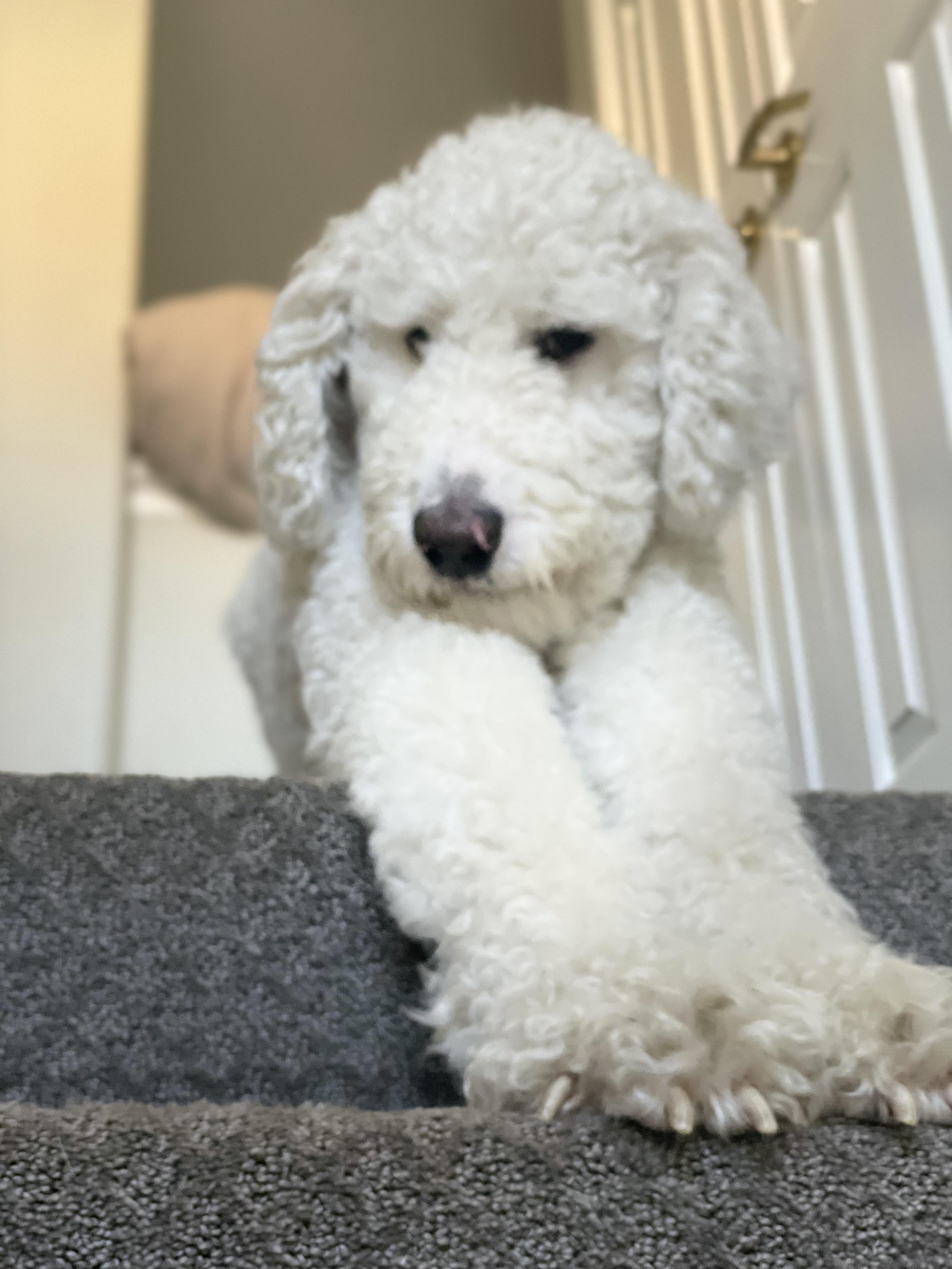 Archie, an adoptable Labradoodle in torrance, CA, 90505 | Photo Image 3