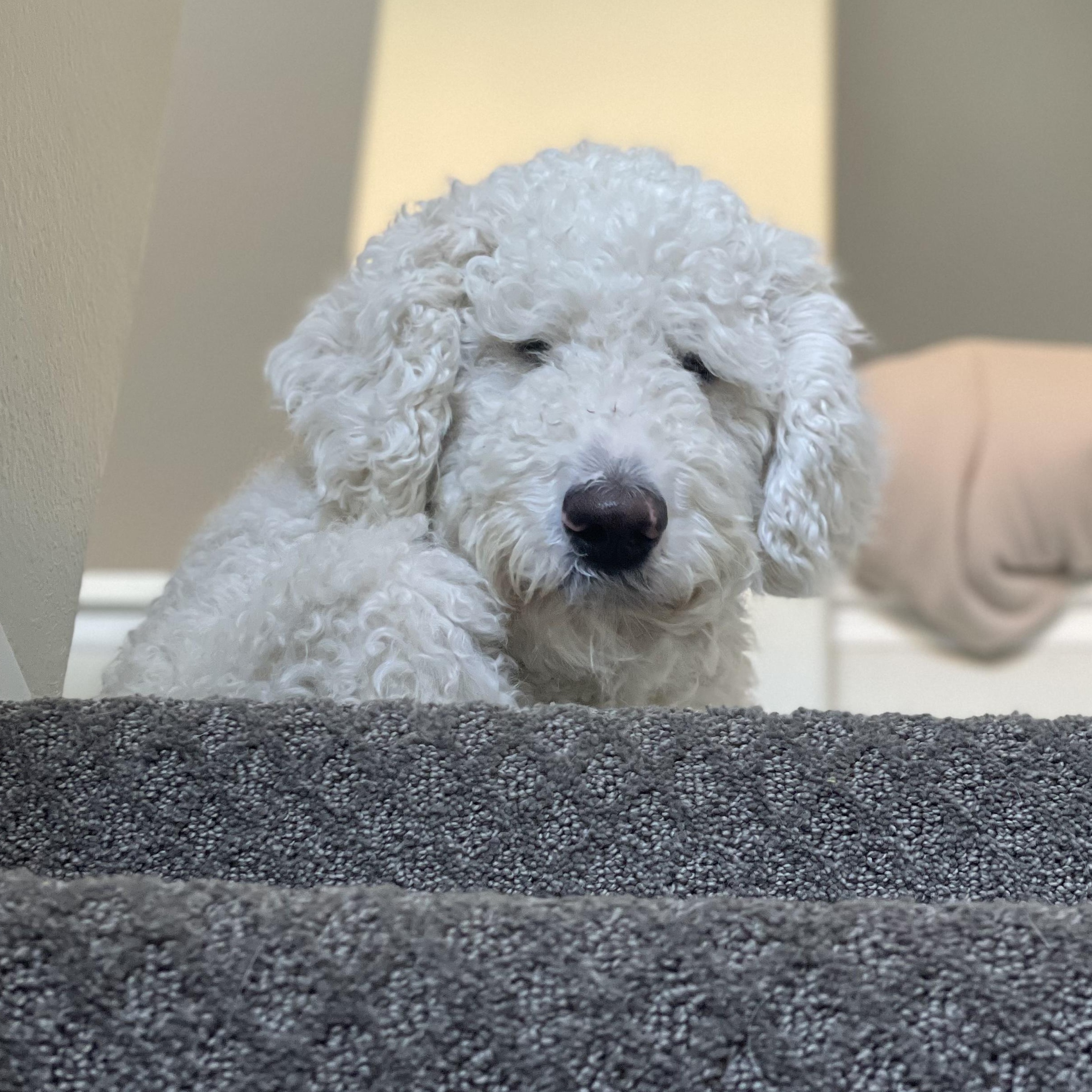 Archie, an adoptable Labradoodle in torrance, CA, 90505 | Photo Image 1
