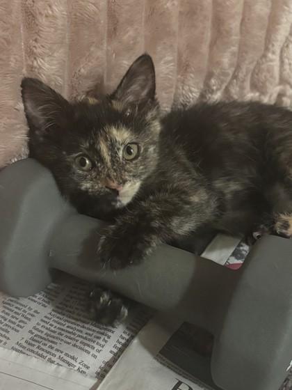 Enlarge Airpods, a Adoptable mixed breed in Pleasanton, CA image 3/3