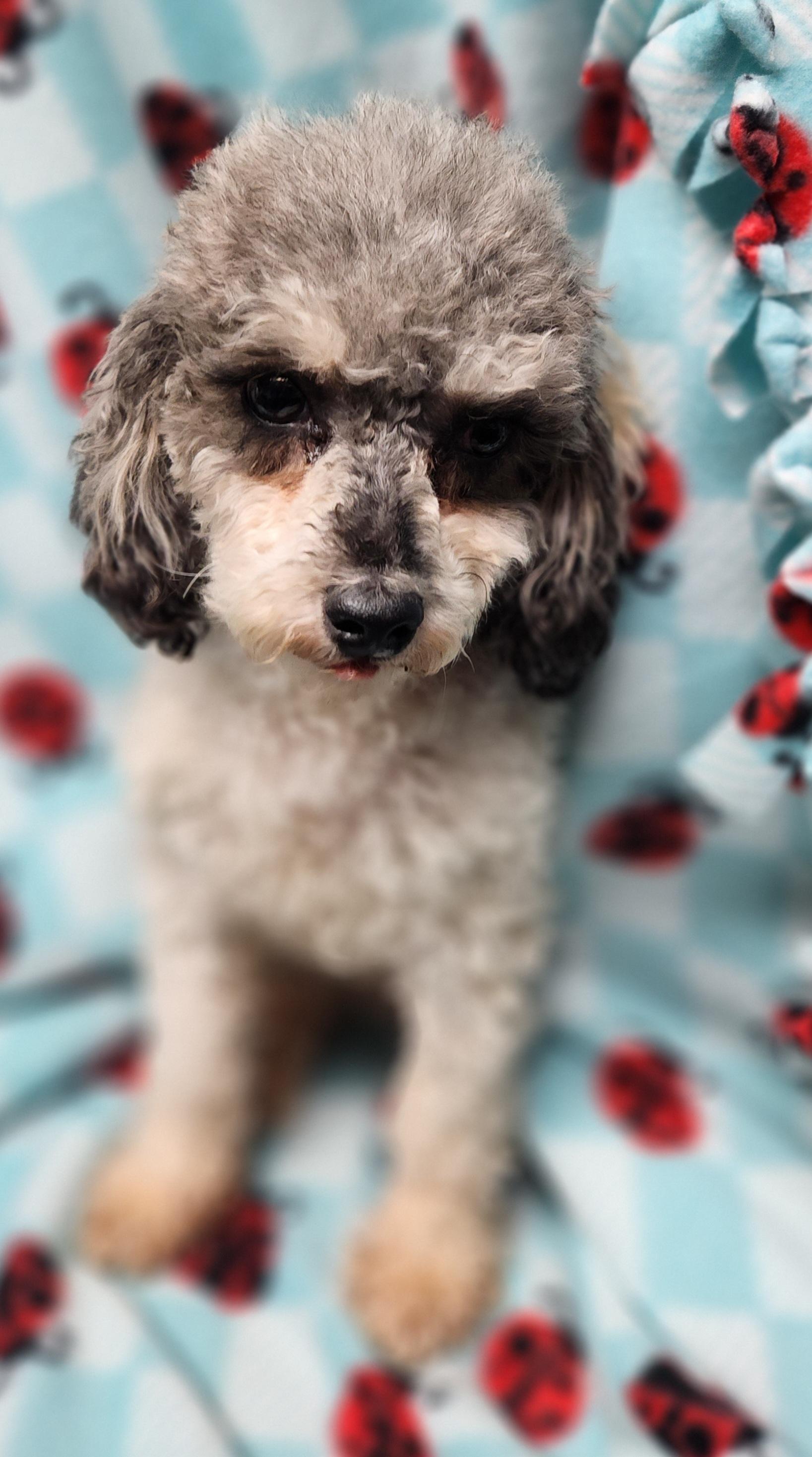 Daisy, ADOPTABLE, Adult Female Miniature Poodle.