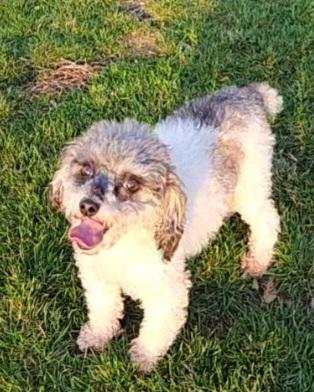 Enlarge Daisy, a ADOPTABLE Miniature Poodle in Smithfield, PA image 2/2