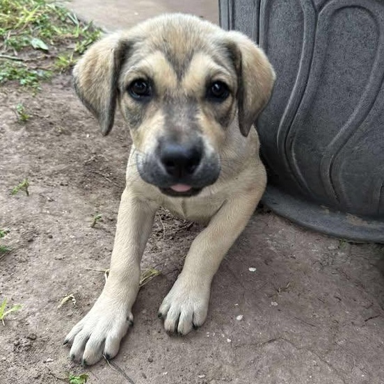 Penny, an adoptable Mixed Breed in BUTTE, MT, 59701 | Photo Image 1
