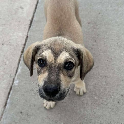 Penny, an adoptable Mixed Breed in BUTTE, MT, 59701 | Photo Image 4